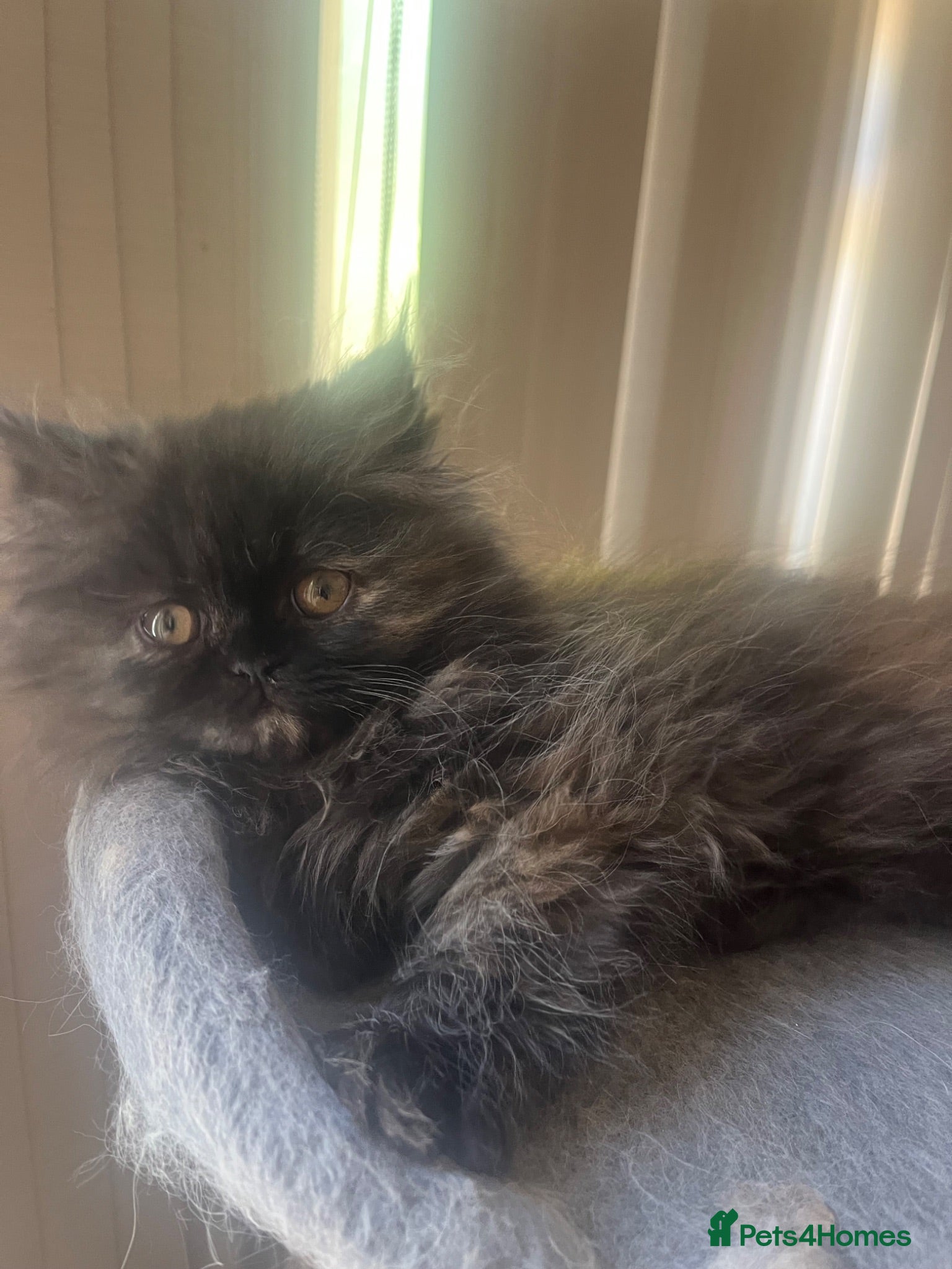 Persian cats Beautiful Persian kittens - Advert 2