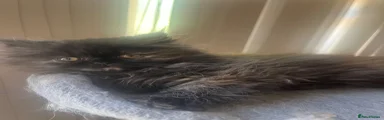 Persian 3