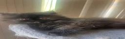 Persian cats for sale: Beautiful Persian kittens - Advert 3