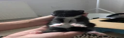 Mixed Breed cats for sale: Beautiful Kittens – 1 Boy & 4 Girls in Driffield - Advert 2