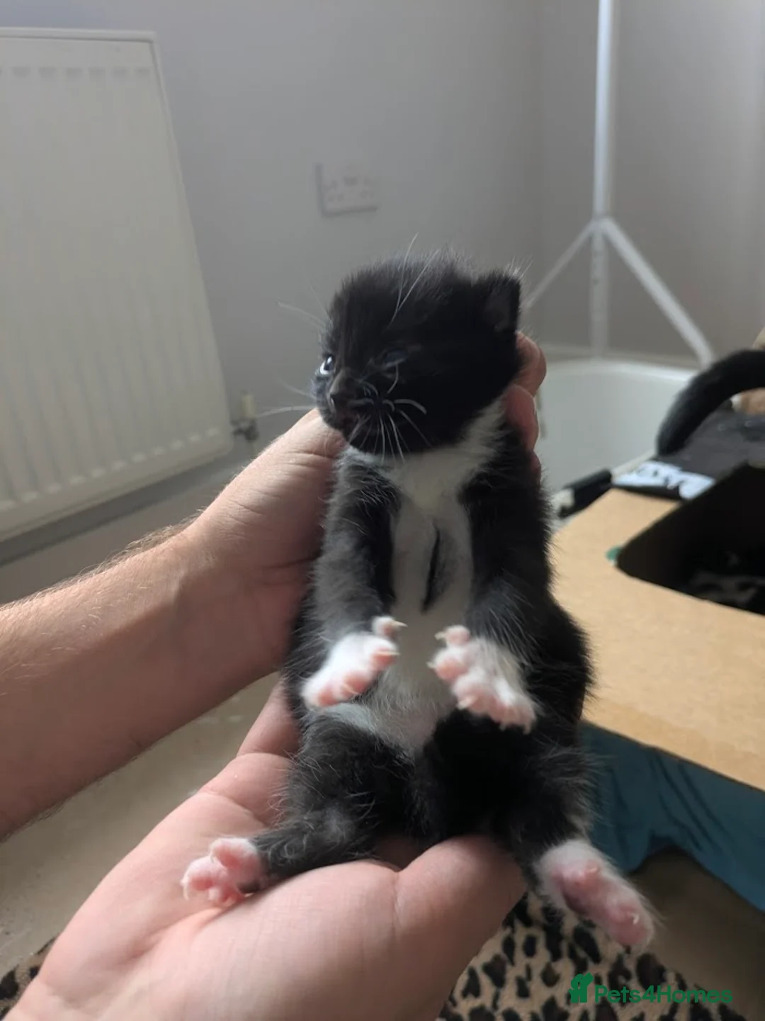 Mixed Breed cats for sale: Beautiful Kittens – 1 Boy & 4 Girls in Driffield - Advert 2