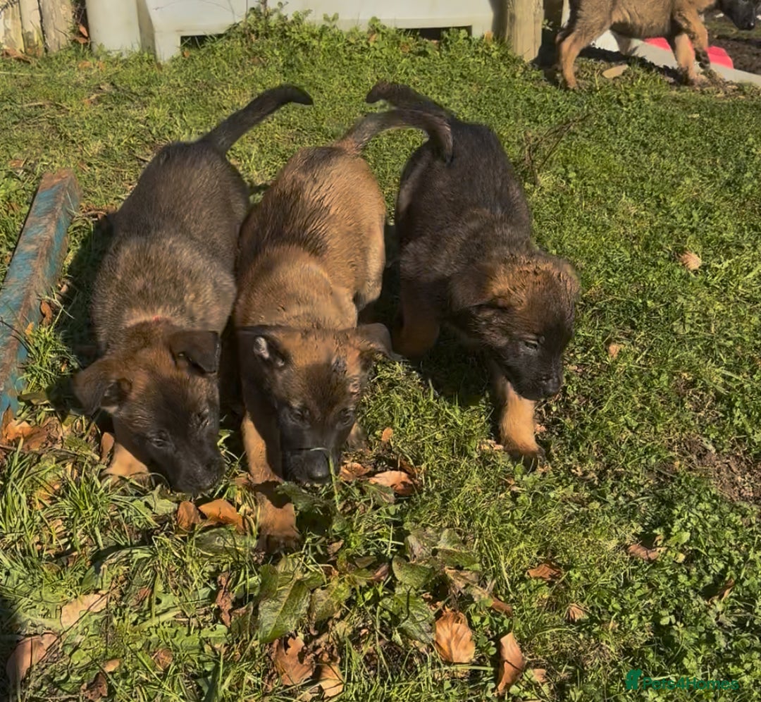 Belgian Shepherd Dog dogs for sale: Skye x Nines last litter ever! Now Reduced 2 left! - Advert 23