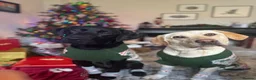 Labrador Retriever dogs for sale: Two beautiful Labrador girls 2&3yos in Worcester - Advert 14