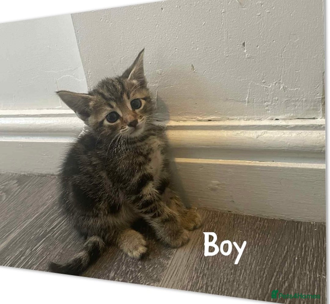 Mixed Breed cats for sale: Beautiful mixed breed ready to leave now x  - Image 2