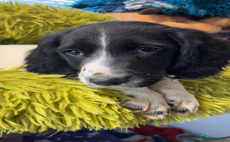 English Springer Spaniel dogs Quality ESS KC Reg Health Tested Parents 5⭐️ - Advert 2