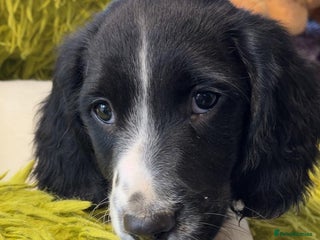 English Springer Spaniel dogs Quality ESS KC Reg Health Tested Parents 5⭐️ - Advert 2