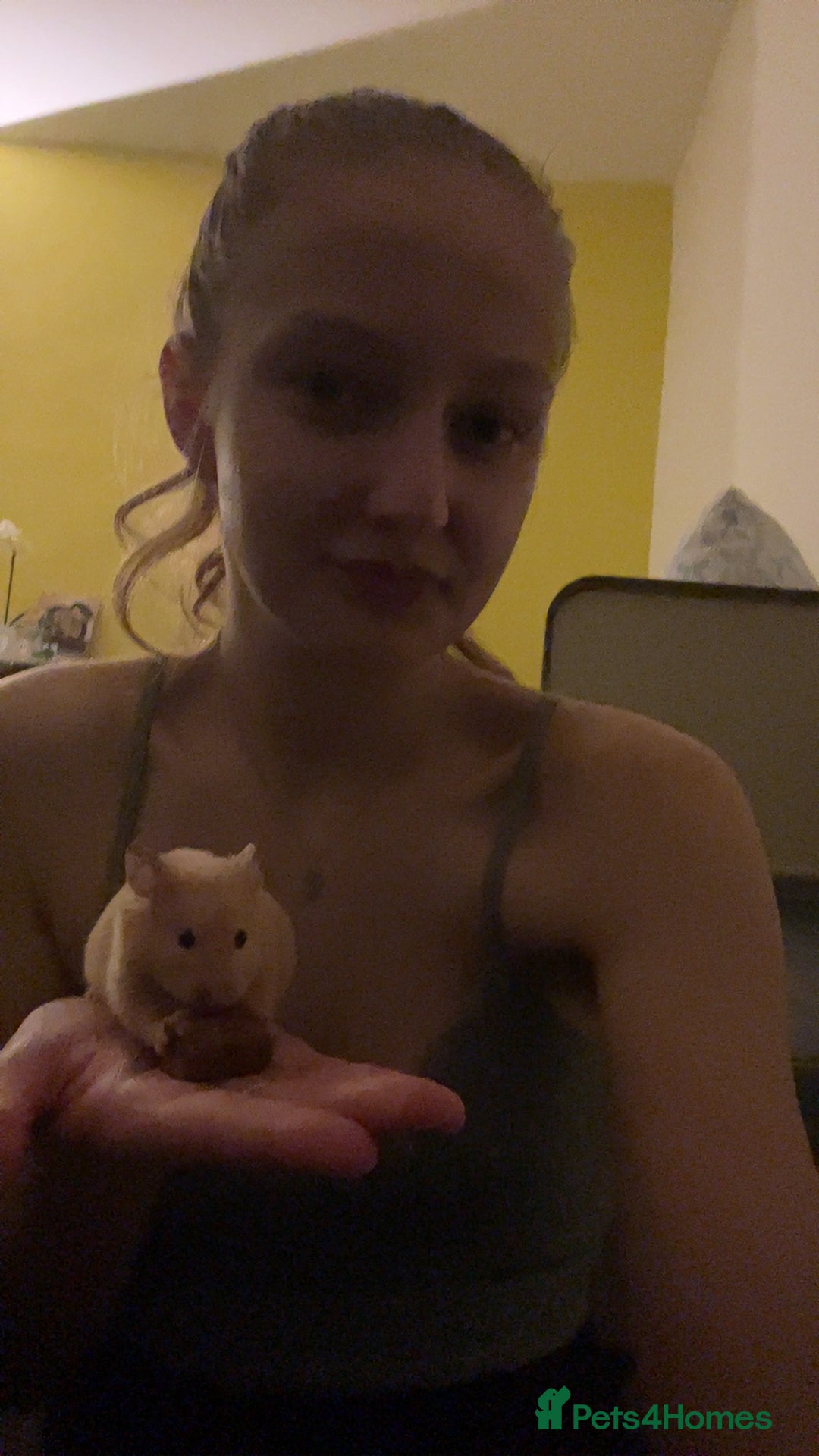 Hamster rodents for sale: Gorgeous male Syrian hamster  - Image 2