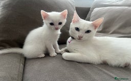 Mixed Breed cats for sale: 3 kittens ready for loving home - Image 10