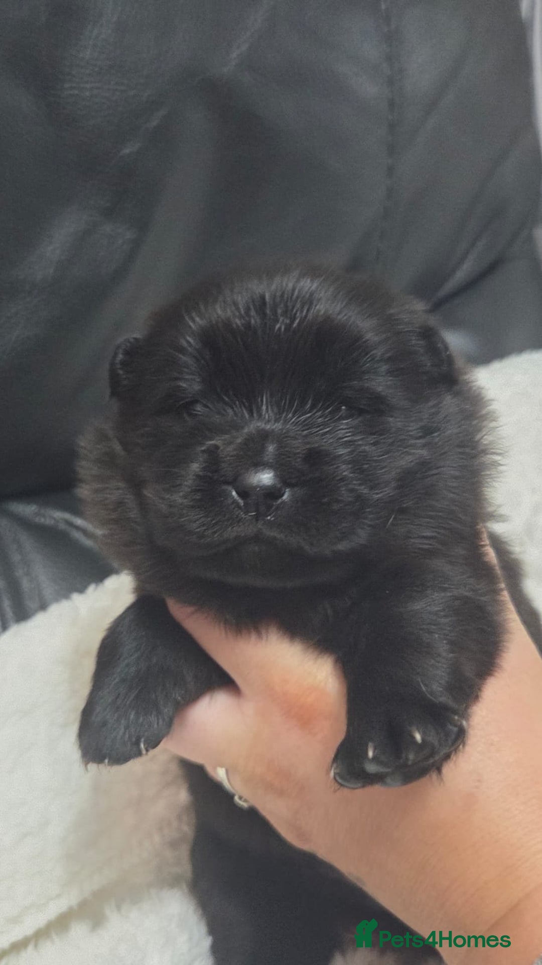 Chow Chow dogs for sale: Chow chow puppies - Advert 7