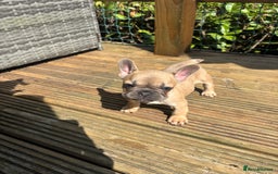 French Bulldog dogs for sale: French bull dog puppies  - Image 1