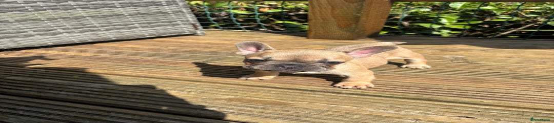 French Bulldog Puppy 1