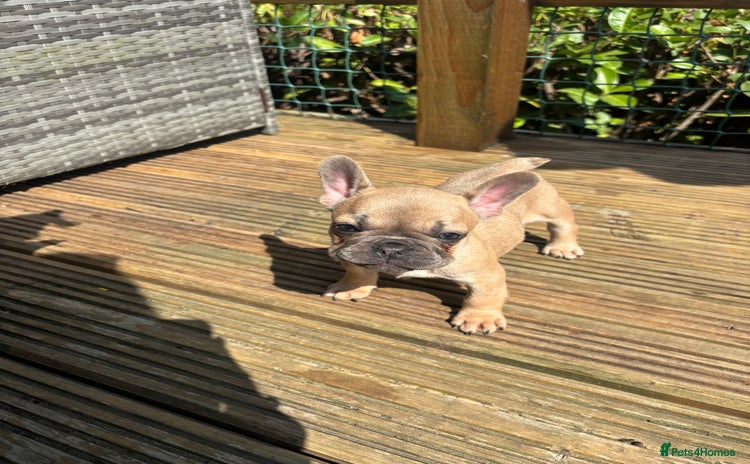 French Bulldog dogs - Advert 4