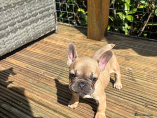 French Bulldog dogs - Advert 13