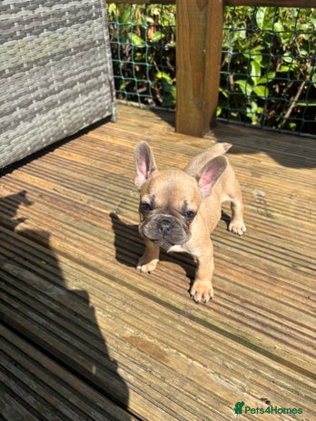 French Bulldog dogs - Advert 8