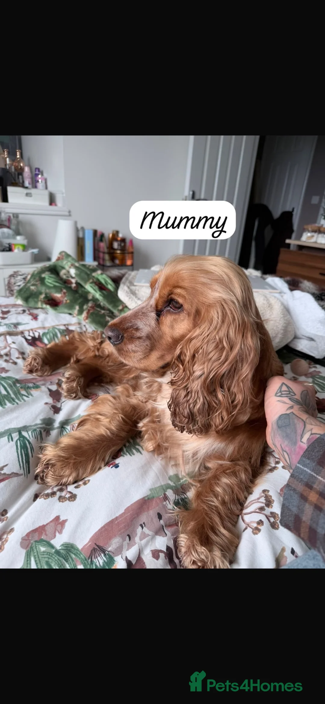Cocker Spaniel dogs for sale: Beautiful Show Cocker Spaniels  - Advert 13