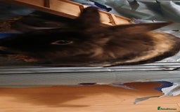 Mixed Breed rabbits for sale: Rabbit for sale - Image 1