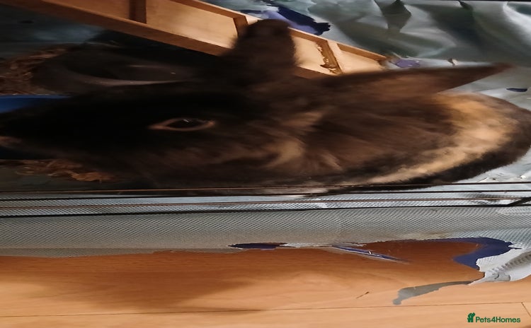 Mixed Breed rabbits - Advert 2