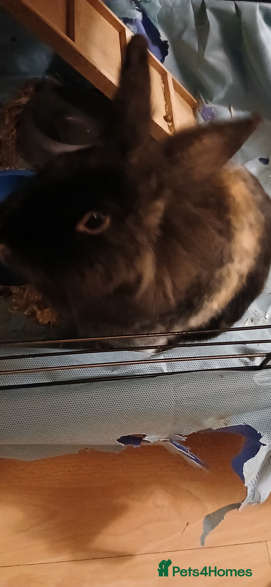Mixed Breed rabbits for sale: Rabbit for sale - Image 1