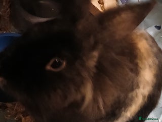 Mixed Breed rabbits - Advert 2