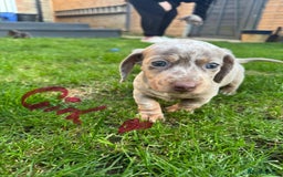 Miniature Dachshund dogs for sale: Miniature Dachshunds KC - Image 5