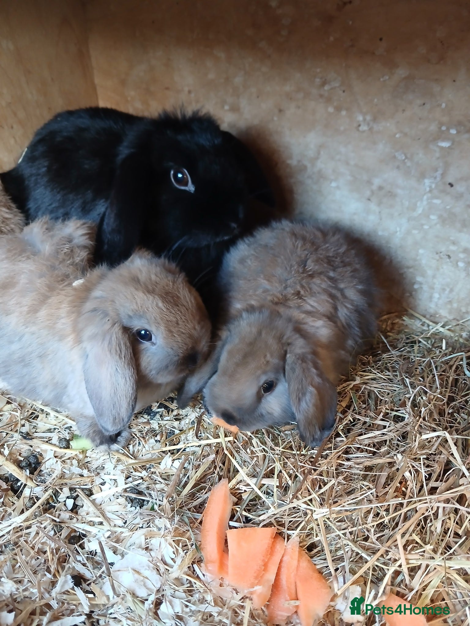 Dwarf Lop rabbits Baby Dwarf rabbits - Advert 3