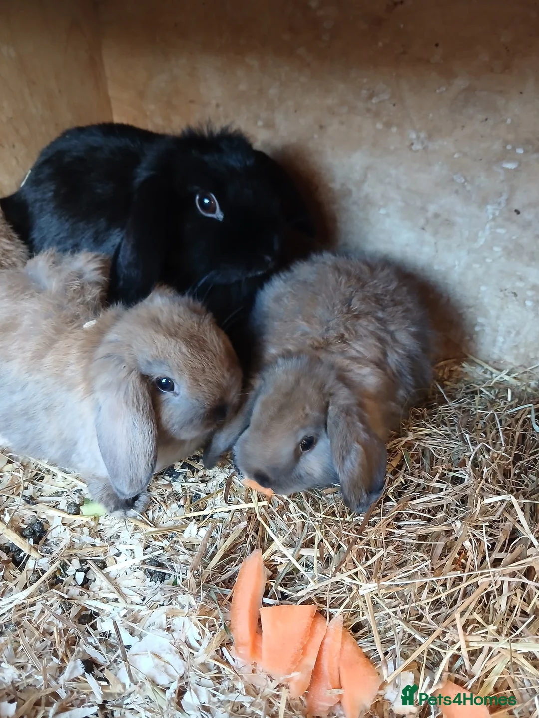 Dwarf Lop rabbits for sale: Baby Dwarf rabbits in Telford - Advert 1