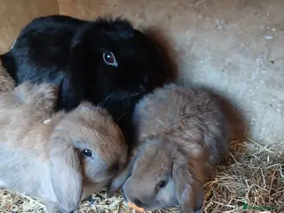 Dwarf Lop rabbits Baby Dwarf rabbits - Advert 3