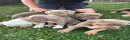 Olde English Bulldogge dogs for sale:  Olde English Bulldog Puppies L - Advert 28