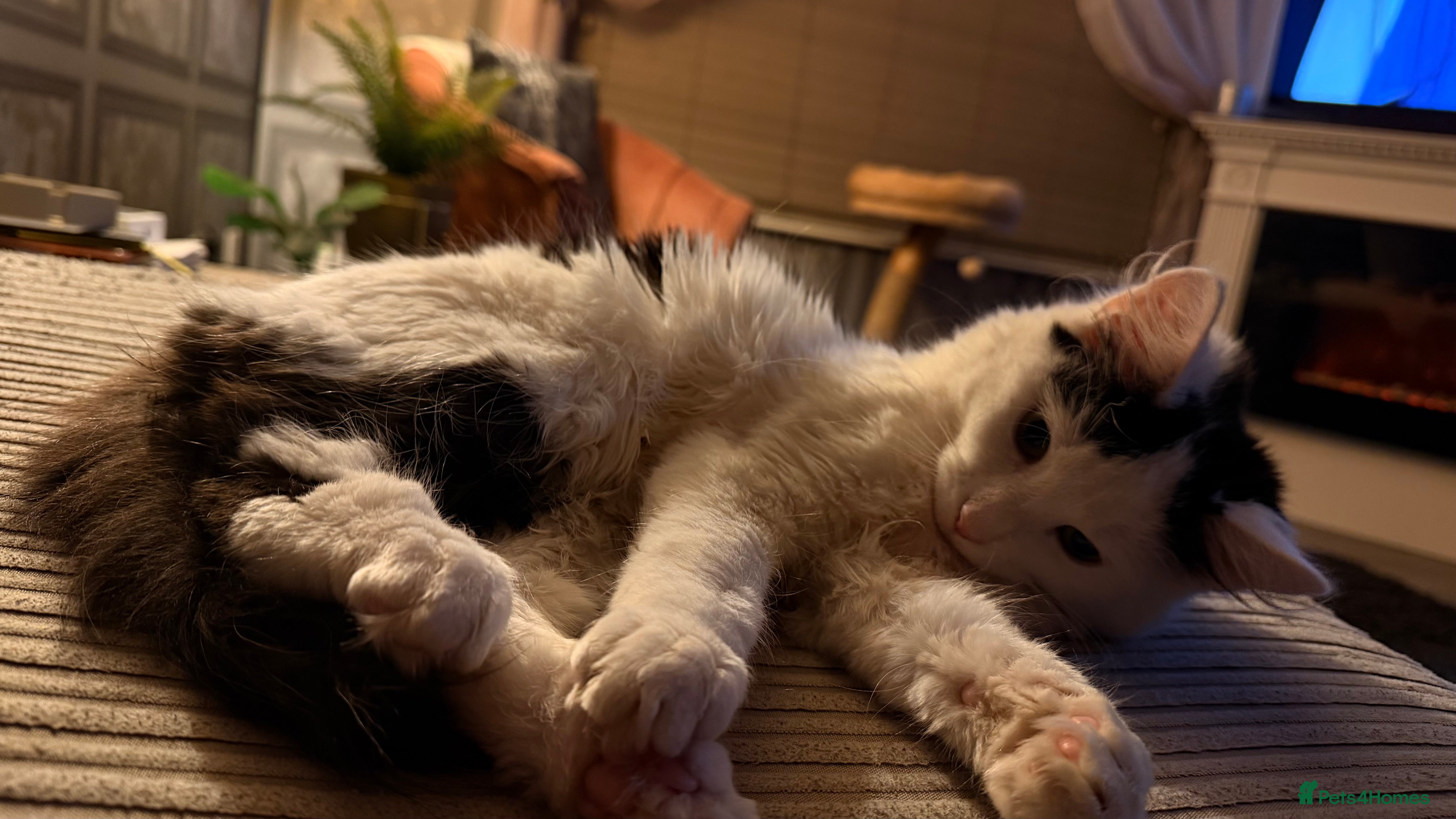 Mixed Breed cats 1 year old female cat  in Leiston - Advert 1