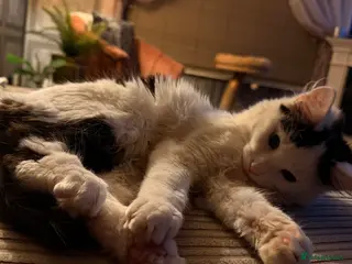 Mixed Breed cats 1 year old female cat in Leiston - Advert 1