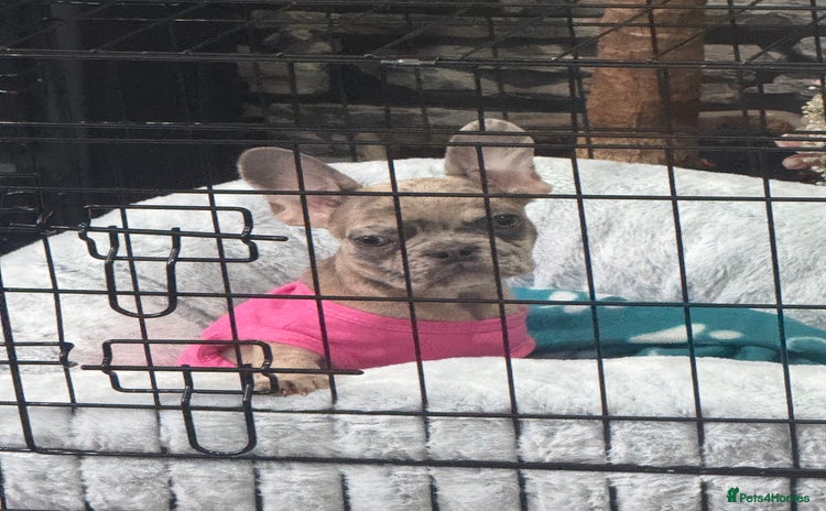 French Bulldog dogs - Advert 1