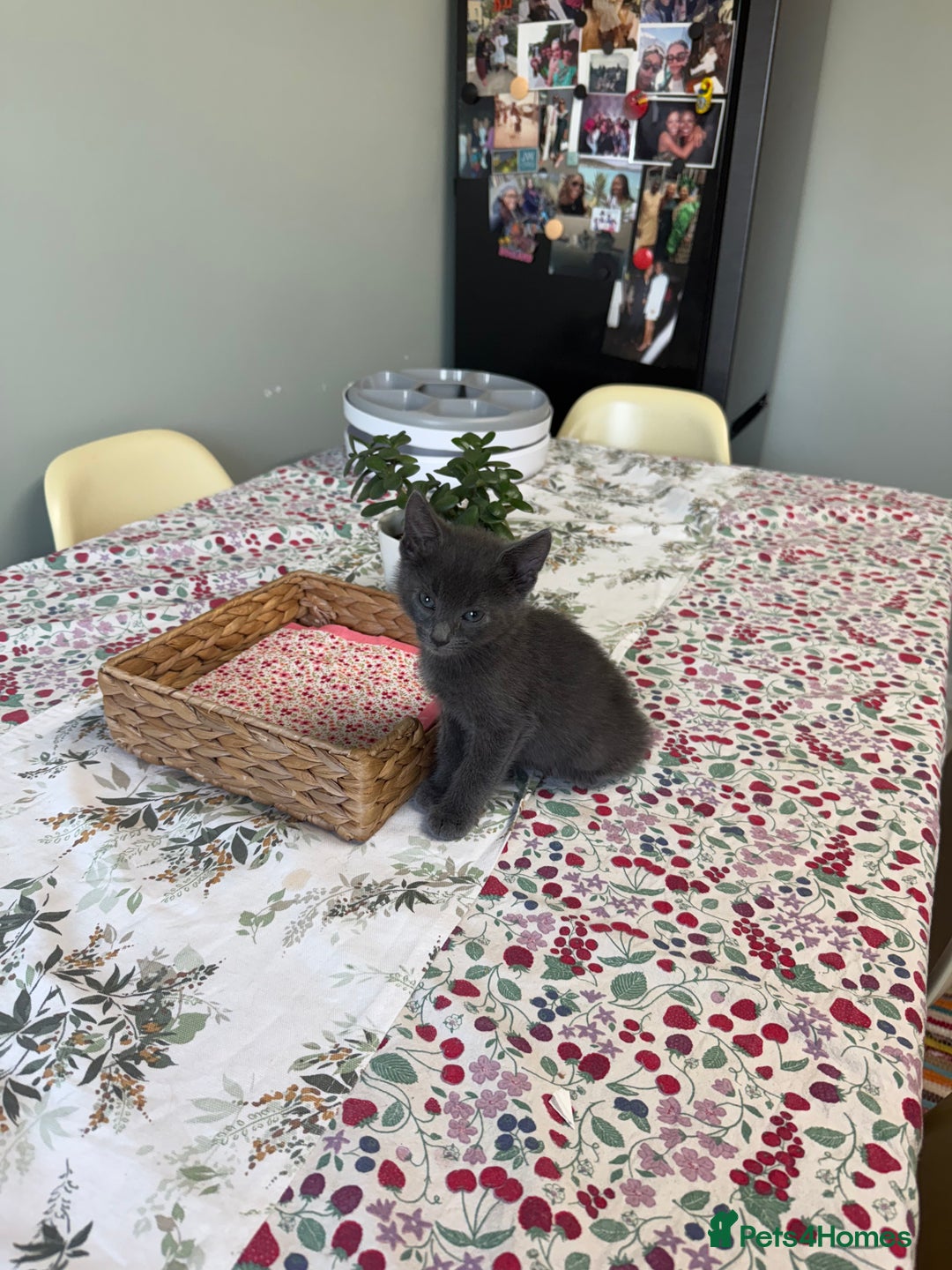 Mixed Breed cats for sale: Fluffy kittens looking for their forever homes  - Image 6