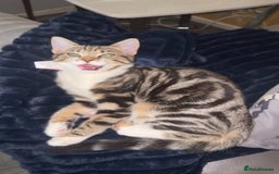 British Longhair cats for sale: girl kitten- playful/amazing personality ! - Image 4