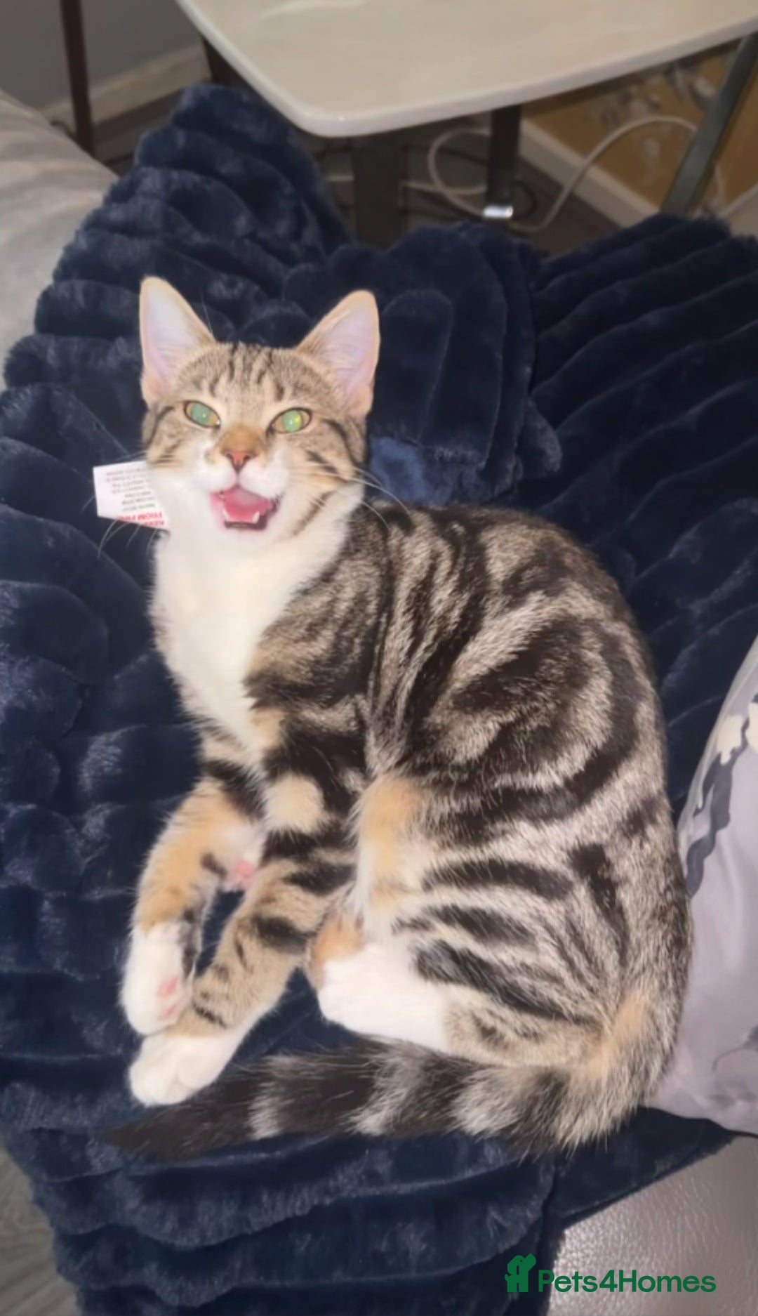 British Longhair cats for sale: girl kitten- playful/amazing personality ! - Image 4