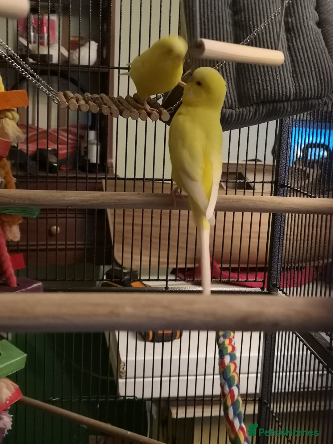 Budgerigars birds for sale: 2 bonded lutino budgies - Advert 4