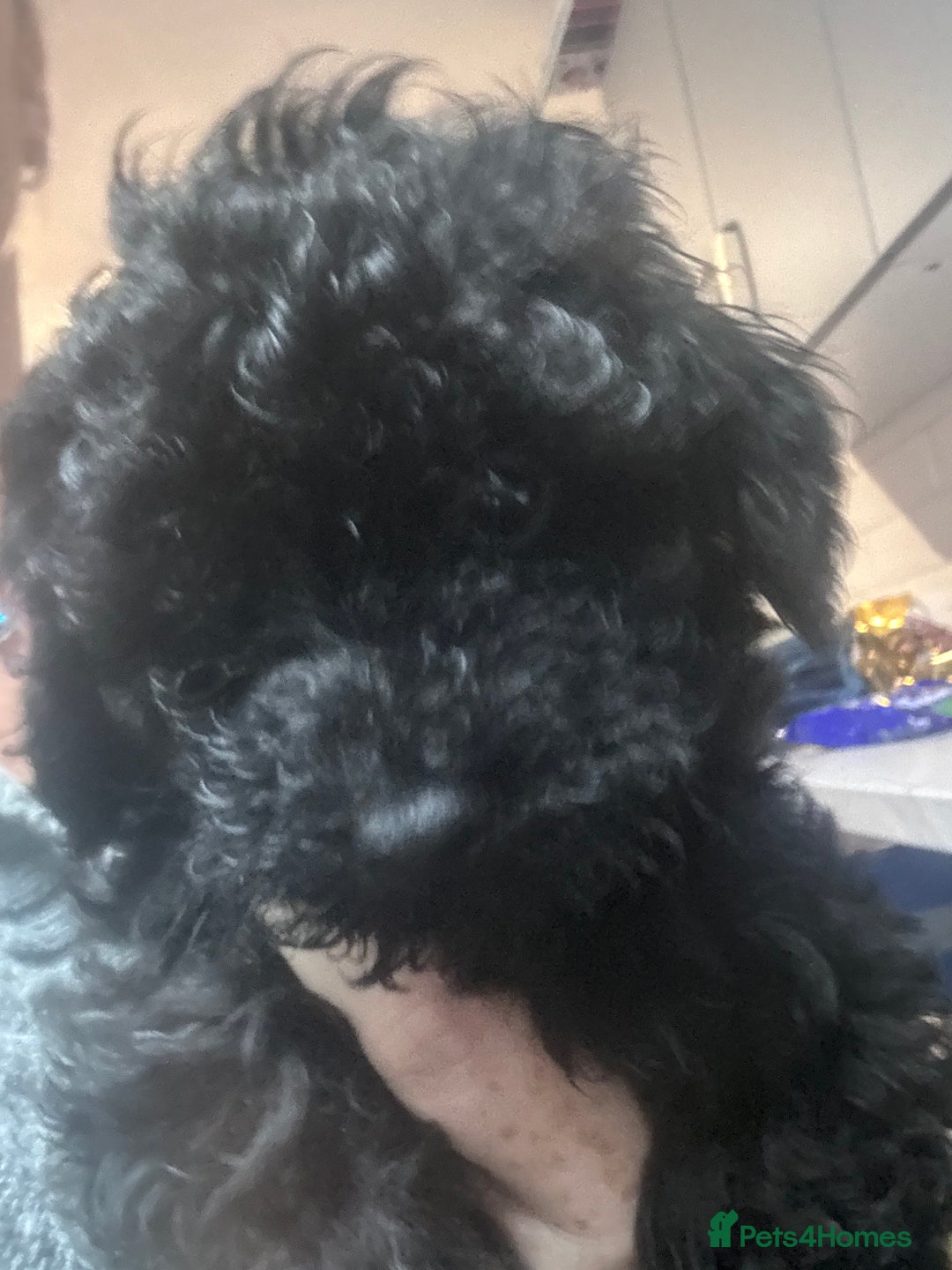 Yorkiepoo dogs for sale: 1 beautiful yorkiepoo ready to leave 🥰🥰 - Image 29