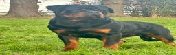 Rottweiler dogs for sale: 🏆 🦍 Elite Level Rottweiler Pups 🦍🏆 - Advert 8