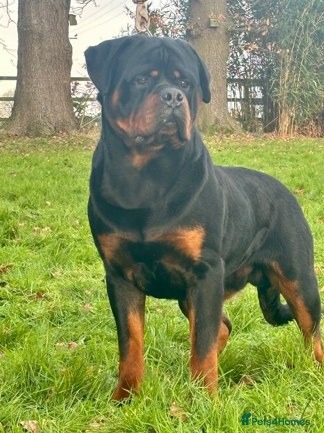 Rottweiler dogs for sale: 🏆 🦍 Elite Level Rottweiler Pups 🦍🏆 - Advert 8