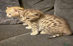 Bengal cats for sale: Absolutely Stunning Bengals  - Image 32