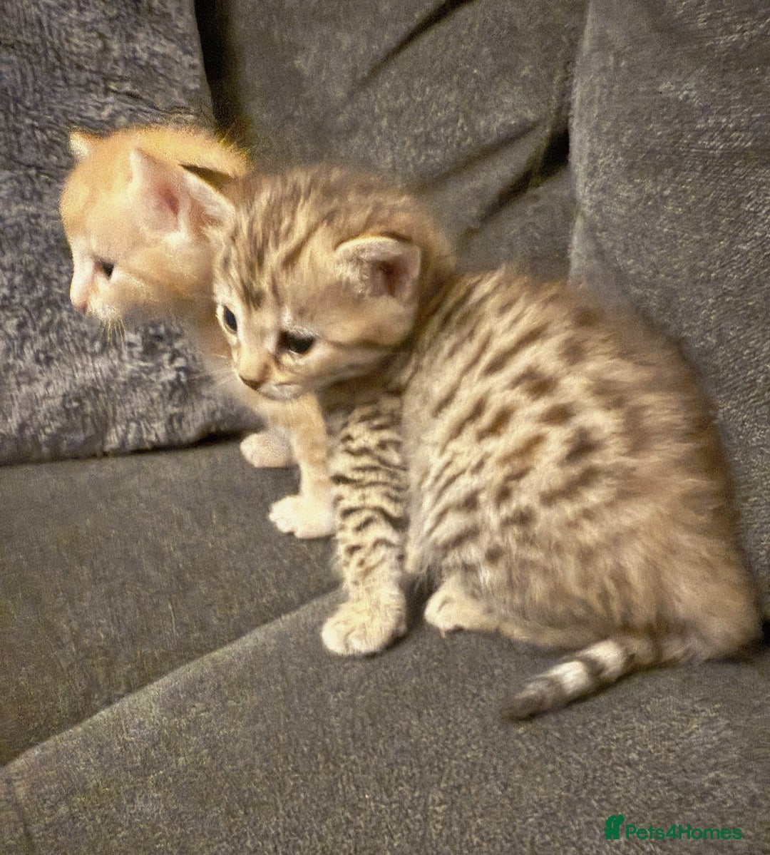 Bengal cats for sale: Absolutely Stunning Bengals  - Image 32