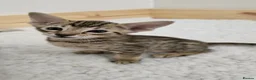 Savannah cats for sale: F8 savannah kittens- TICA registered  - Advert 16