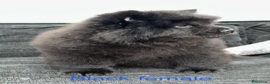 Sold Black female blue Chow Chow 8