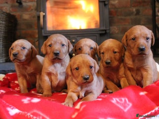 Labrador Retriever dogs 6 FOX RED LABRADORS - Advert 13