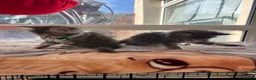 Maine Coon cats for sale: Maine coon kittens - Advert 14