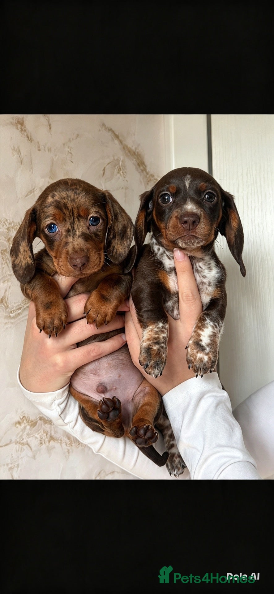 Miniature Dachshund dogs Stunning miniature Dachsunds kc reg  - Advert 17