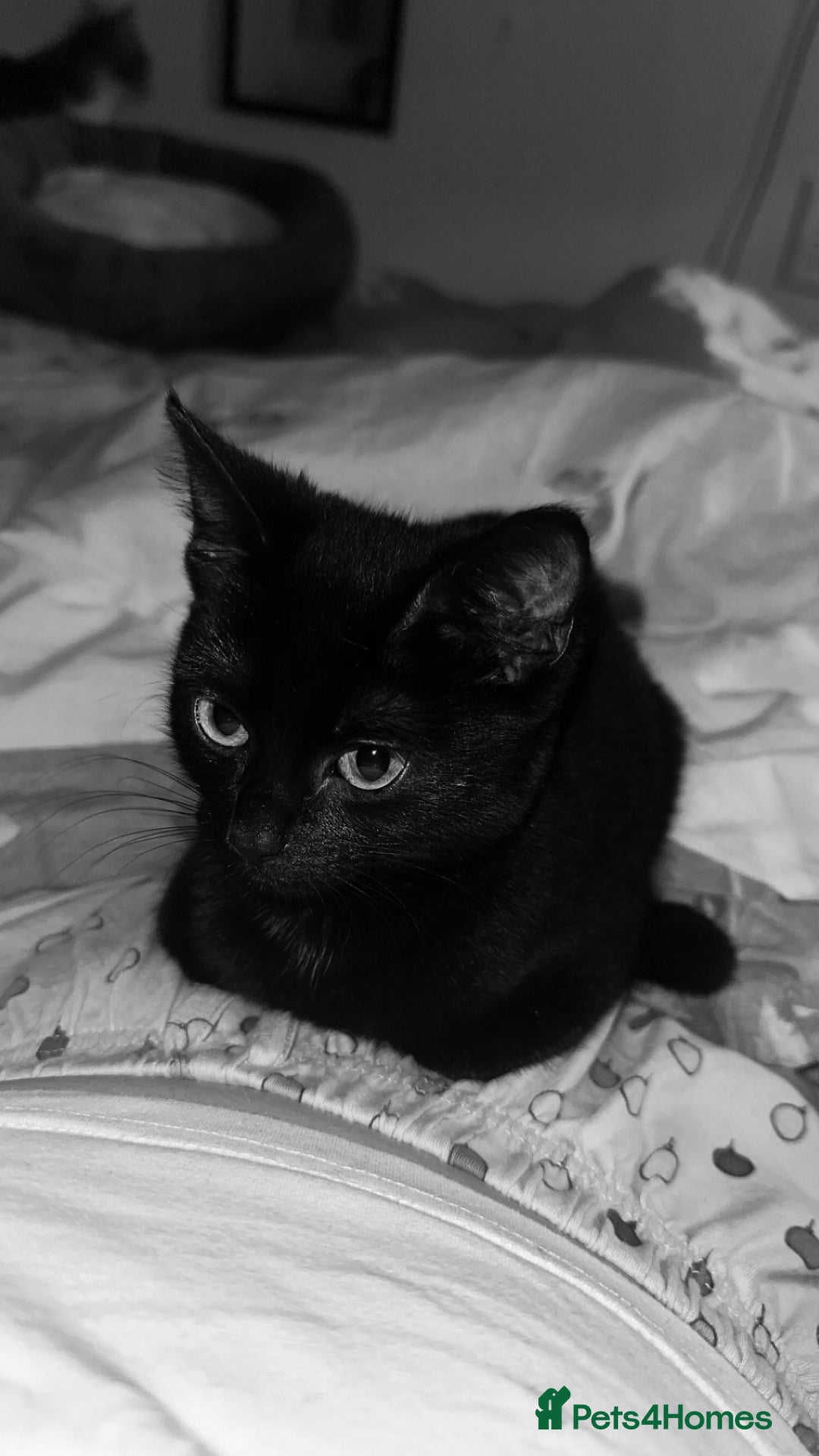 British Shorthair cats for sale: 2 black little boys - Advert 6