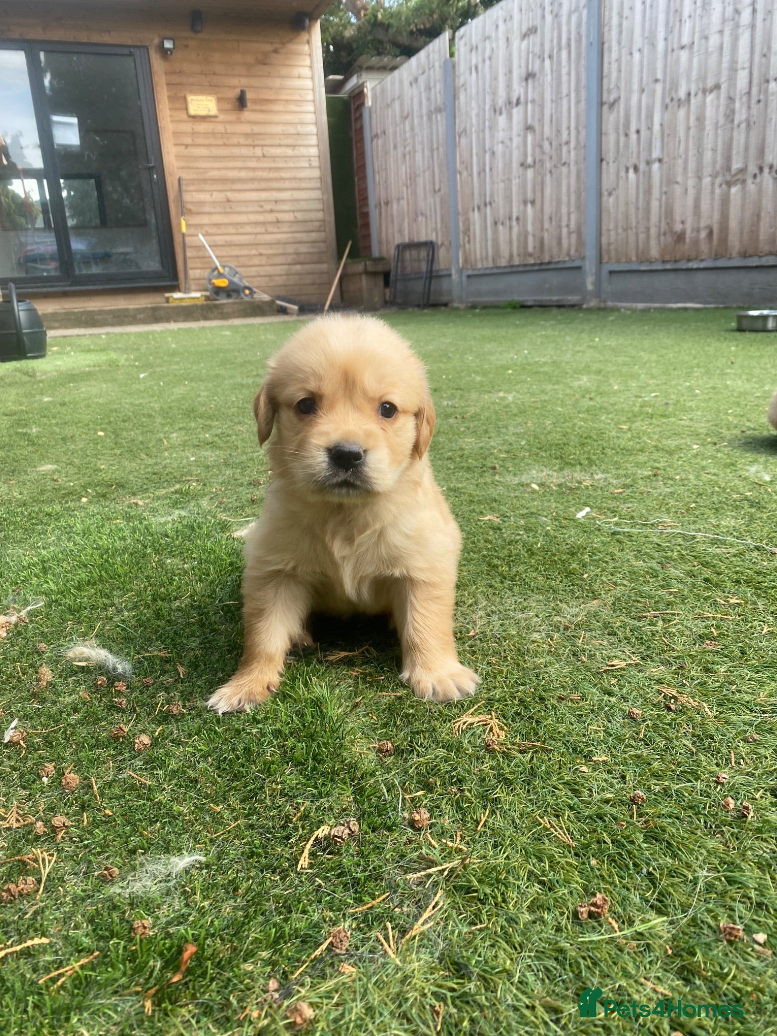 Golden Retriever dogs KC REGISTERED ®️ 5 STAR ⭐️ GOLDEN PUPPIES 🐶  - Advert 2