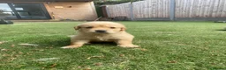 Golden Retriever dogs for sale: KC REGISTERED ®️ 5 STAR ⭐️ GOLDEN RETRIEVER 🐶  - Advert 18