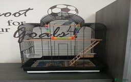 Parrots birds for sale: Parrotlet  - Image 8