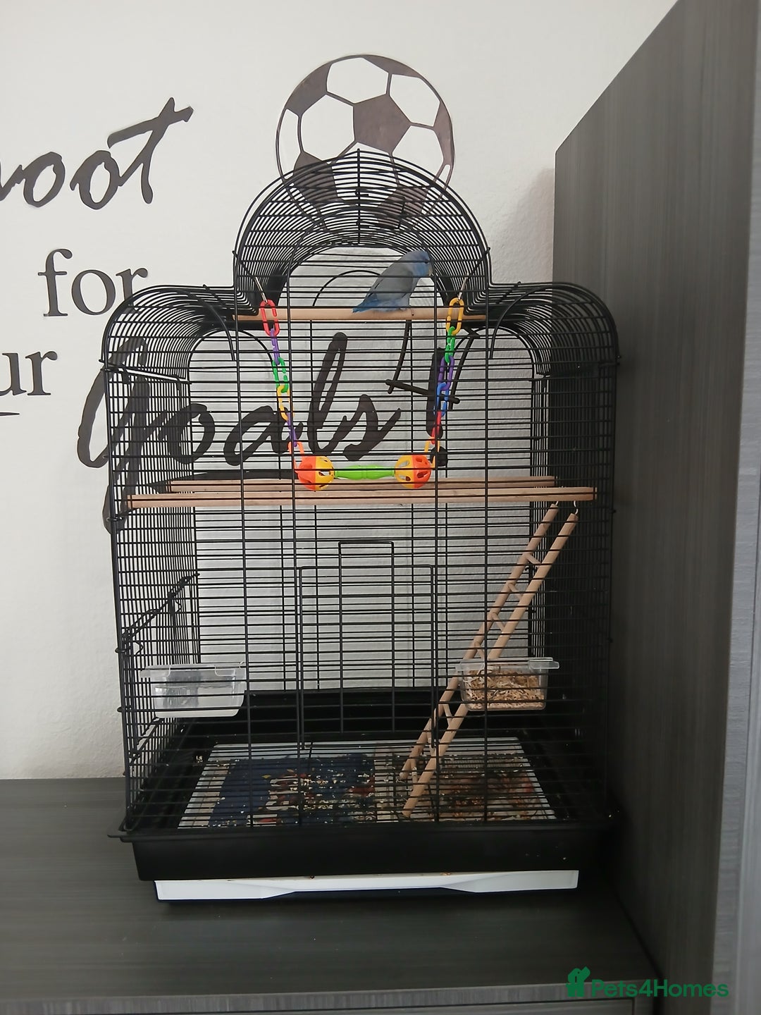 Parrots birds for sale: Parrotlet  - Image 8